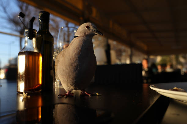 Dove or Pigeon scrounging food from table in a cafe