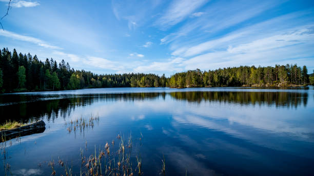 istock Stunning view of trees reflected in a lake 1463399576