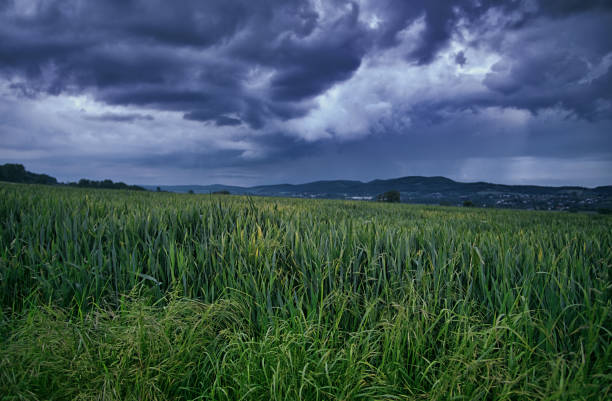 A landscape of grass field under a dramatic sky