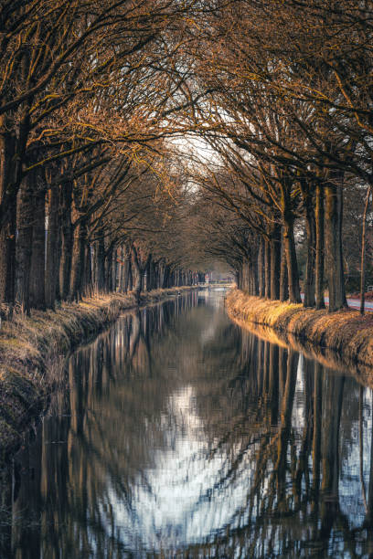A row of trees along the canal reflected in the water surface