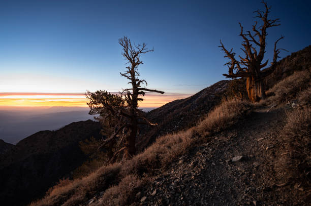istock Dry trees in a mountain landscape at sunset 1463400335