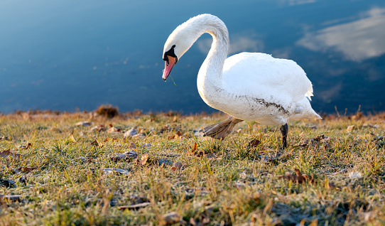 A closeup of a beautiful swan walking on a grassy field
