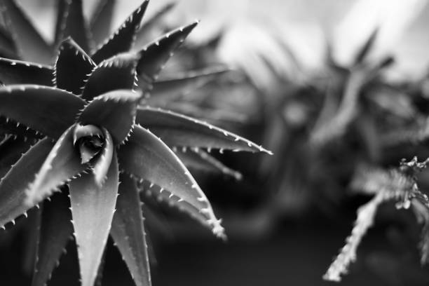 istock Grayscale closeup of the growing aloe vera plant with sharp prickles 1463400428
