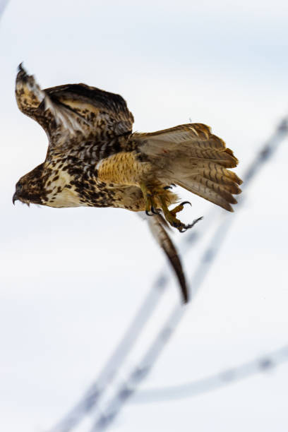 istock Beautiful shot of a golden eagle flying 1463400541