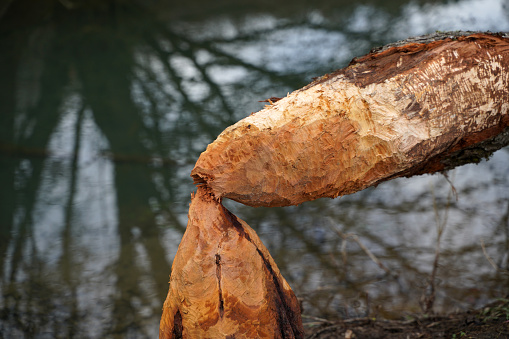 Beaver animal water rodents tree