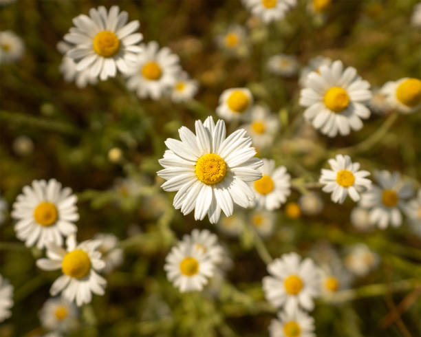 istock Closeup of Camilla field in a daylight 1463400609