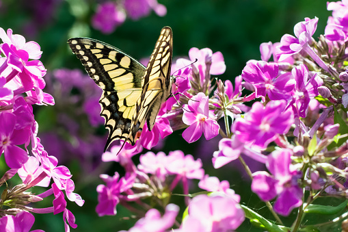 Eastern tiger swallowtail (Papilio glaucus) feeding on joe-pye weed in summer, Connecticut, with defocused background. 4:3 format.