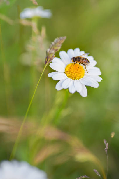 istock Bee on a white flower in the garden 1463401405
