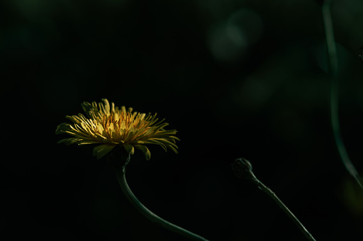 Side View of a Yellow flower, Isolated dandelion, Taraxacum officinale with blury background copyspace