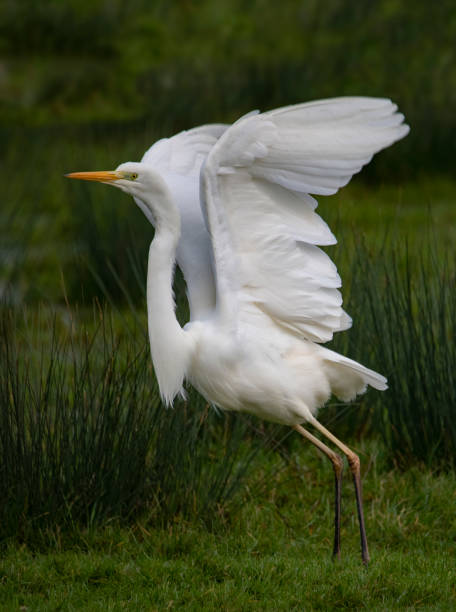 istock Vertical shot of a great white egret on the field ready for a flight 1463401623