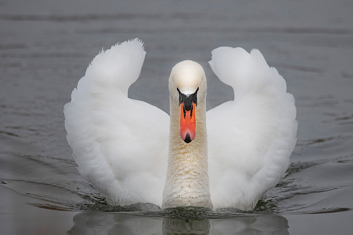 A scenic view of a white swan swimming in the water pond