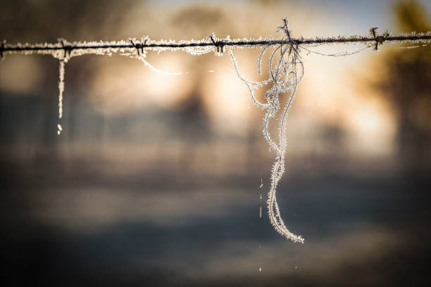 primer plano del pelo de animal congelado pegado en alambres de púas sobre el fondo borroso - winter wire barbed wire protection fotografías e imágenes de stock