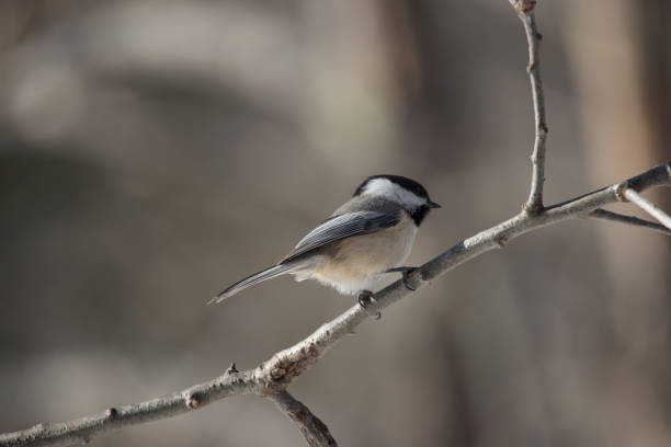 istock Closeup shot of a black-capped chickadee perched on a branch 1463401925