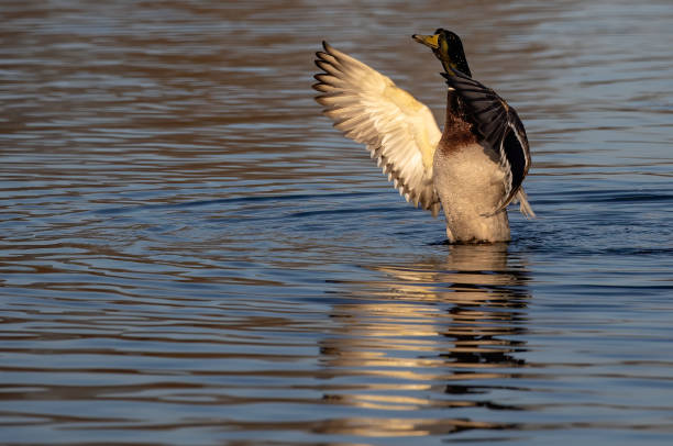 istock Adorable goose preparing for flight in a calm water 1463401973