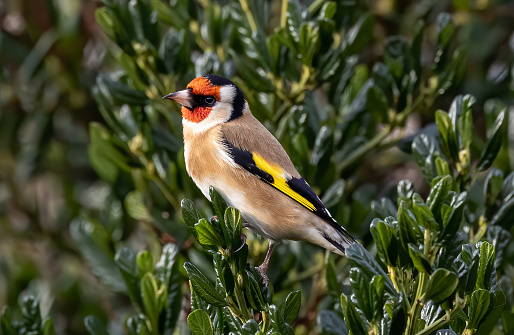 A closeup shot of the British Goldfinch perched on the tree's branch