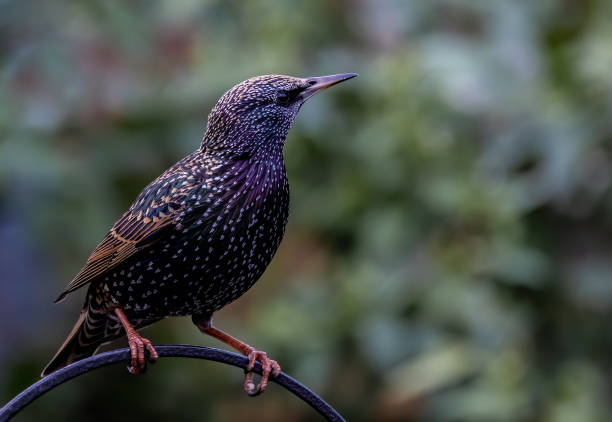 istock Shallow focus of a common starling (Sturnus vulgaris) against a blurred background with copy space 1463402047