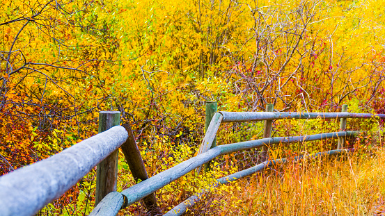 A beautiful  landscape nature view of long grass and autumn yellow trees behind a wooden fence