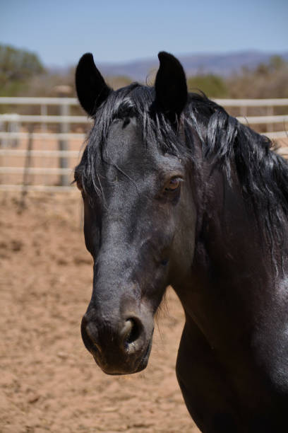 istock Black horse in a sunny farmland 1463402173