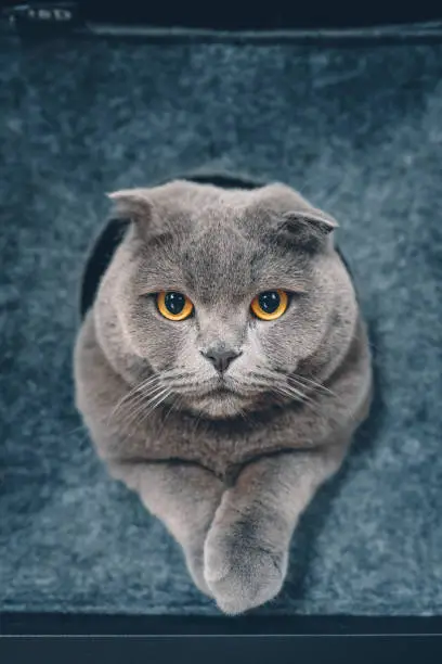 A funny portrait of a male Scottish Fold cat looking out of the hole