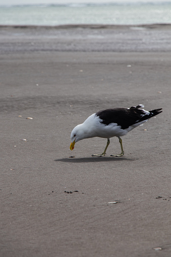 A closeup of a Kelp gull bird eating from a coast ground