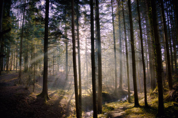 istock Beautiful landscape with the trees in the forest and sunrays 1463403057