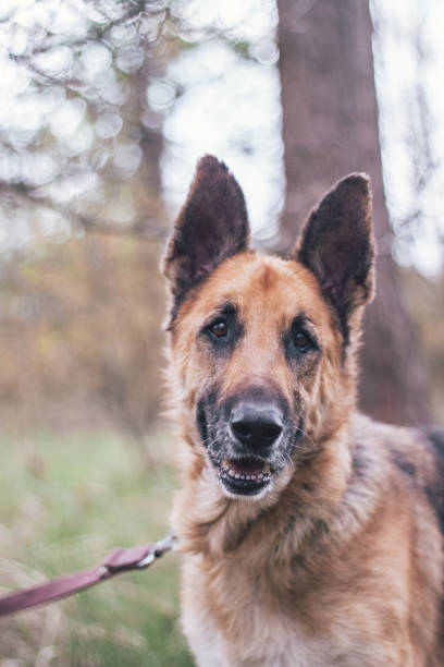 istock Vertical shot of a brown German Shepherd dog outdoors on a blurred background 1463403143