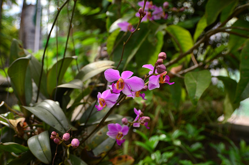 The orchid species Phalaenopsis equestris is blooming on a tree, bright purple petals against green leaves. This species is known as The Horse Phalaenopsis