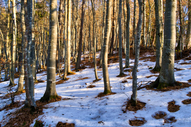 A beautiful shot of a forest during winter