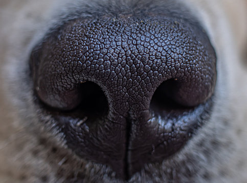 Closeup photo of a Flashy Fawn Boxer Puppy.