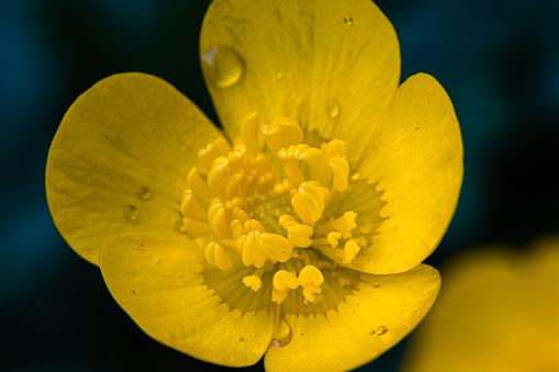 A closeup of the Ranunculus bulbosus, commonly known as bulbous buttercup.