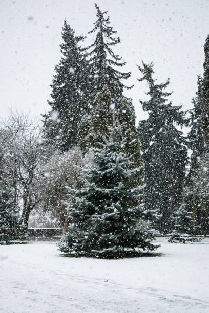 istock View of pine trees when snowing 1463404169