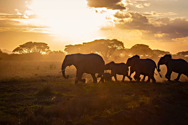 istock African elephants herd in Amboseli National Park, Kenya 1463404243