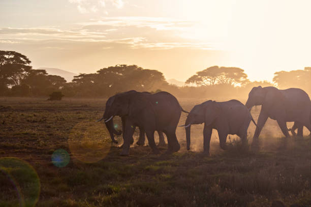 istock African elephants herd in Amboseli National Park, Kenya 1463404255