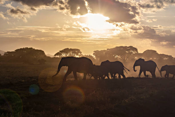 istock African elephants herd in Amboseli National Park, Kenya 1463404279