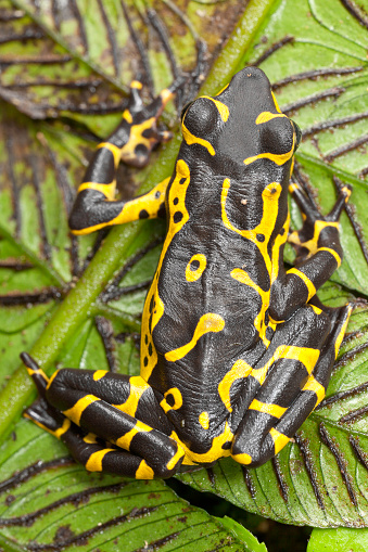 A close-up top view shot of a yellow and black frog sitting on a green leaf