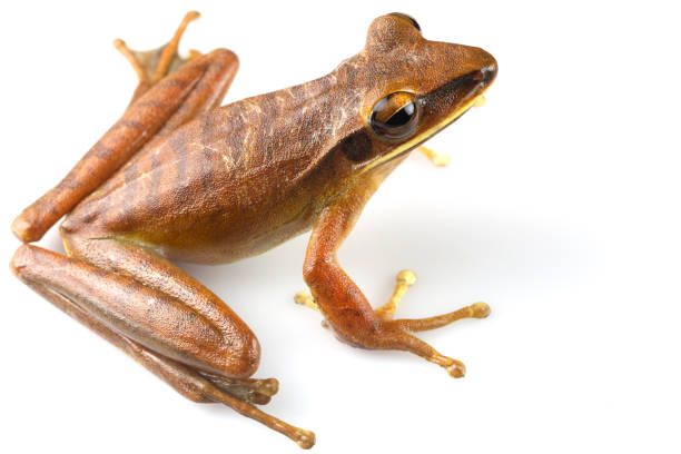 istock Close-up top view shot of Basin tree frog isolated on a white background 1463404358