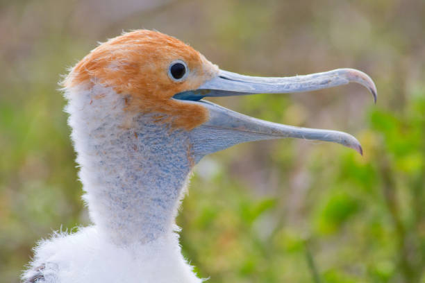 istock Shallow focus of a gannets bird 1463404377