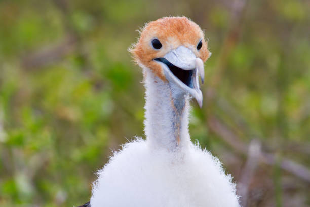 istock Shallow focus of a gannets bird 1463404379