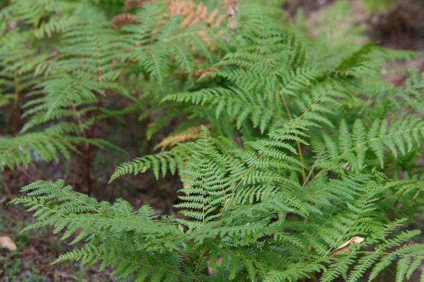 istock Ferns in the forest in autumn during the day 1463404497