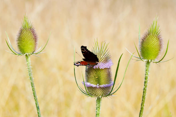 istock Closeup of a butterfly on a flower 1463404573