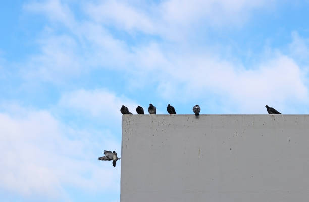 A group of pigeons on a building