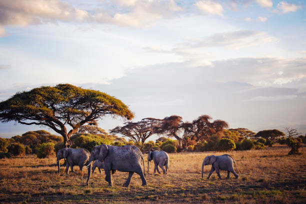 istock African elephants herd in Amboseli National Park, Kenya 1463404666