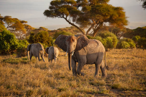 istock African elephants herd in Amboseli National Park, Kenya 1463404720