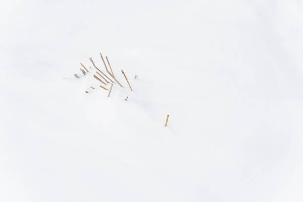istock Reed at wild in winter 1463409655