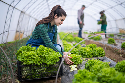 Young woman working in a farm harvesting fresh lettuce from greenhouse.