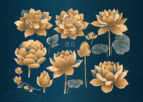 Set of lotus flowers for luxury and exclusive use in design. Water lilies in gold and blue colors, isolated elements. Nelumbo made in Chinese aesthetics and culture style.Vector illustration.