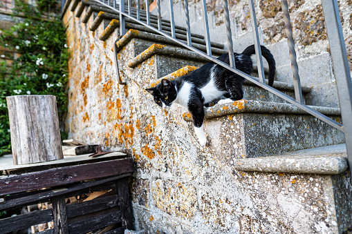 A black and white Cat standing on the stairs of an old country house