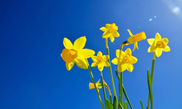 istock Yellow Narcissus on a blue sky background on a sunny day. Blooming daffodils spring flowers.Springtime concept for design with copy space. 1463417320
