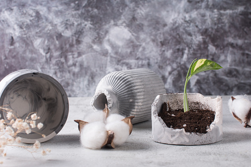 A broken ceramic vase with a sprouted flower in a broken pot with earth, a small sprout. On a gray concrete background