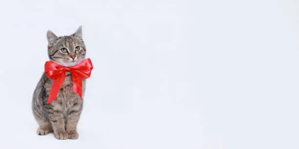 Beautiful funny Kitten with a redbow tie. Cat on a white background. Cat posing at camera. Close up portrait of a cute Kitten. Web banner with copy space. Pet. Empty space for text. Valentine's Day